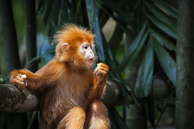 Silver Leaf Monkeys and Firefly Tour with Boat Ride and Seafood Dinner - Why the monkeys are the real daytime highlight