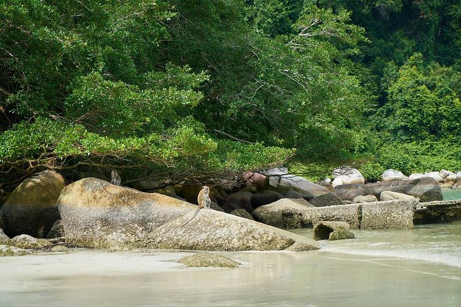 Silver Leaf Monkeys and Firefly Tour with Boat Ride and Seafood Dinner - Transport, timing, and group size