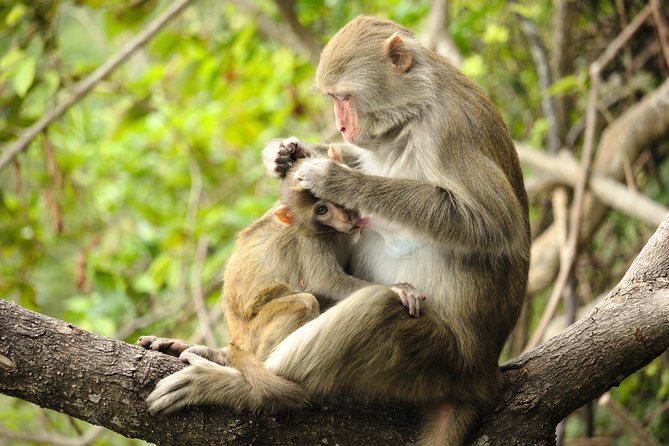 Silver Leaf Monkeys and Firefly Tour with Boat Ride and Seafood Dinner - The guide can make the difference