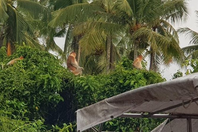 Sky-Mirror Photographing and Proboscis Monkey & Fireflies Watching River-Cruise - Searching the mangroves for proboscis monkeys