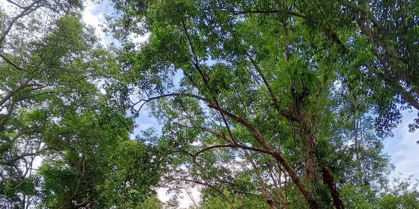 Sungai Berang Wildlife & Cultural Kayak Tour - What the $62 price covers