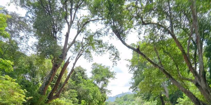 Sungai Berang Wildlife & Cultural Kayak Tour - Who will enjoy this river trip most