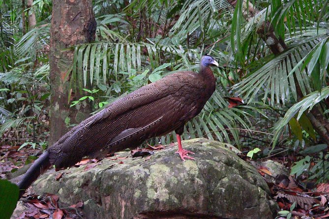 Taman Negara Day Tour with Canopy Walk - Who will enjoy this day, and who may not
