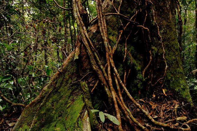 Taman Negara Day Trip from Kuala Lumpur with Lunch - Why this day trip is worth the long road from Kuala Lumpur