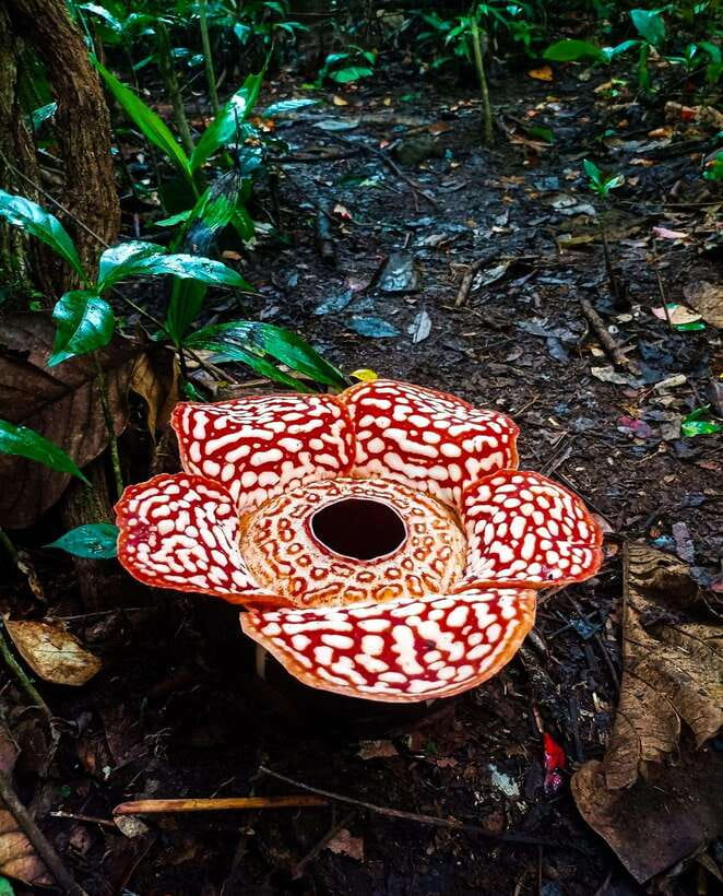 Tambunan: Rafflesia Flower Trekking with Rustic Lunch - Key points to know before booking