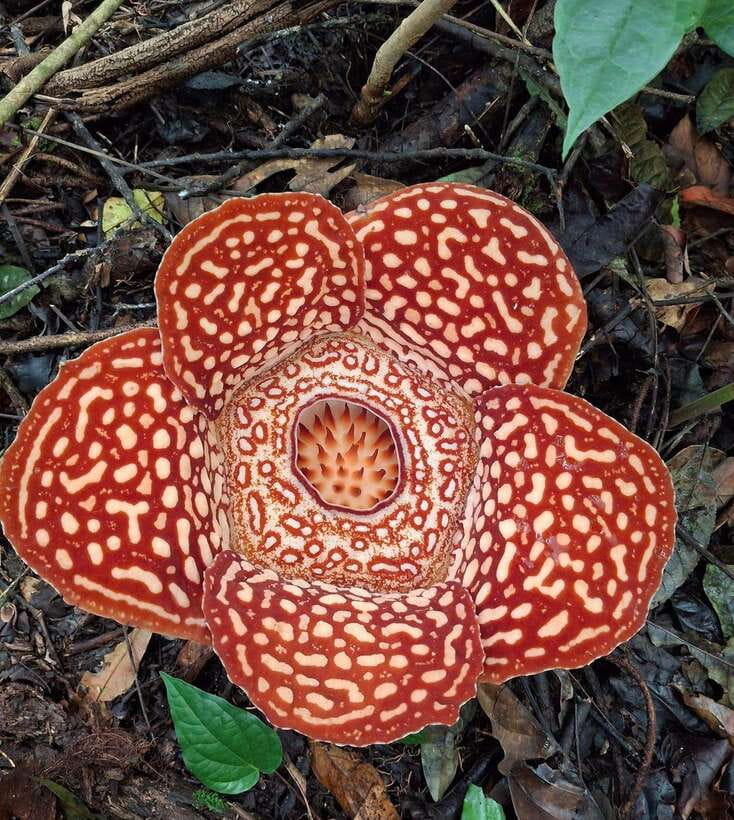 Tambunan: Rafflesia Flower Trekking with Rustic Lunch - The information stop before the forest walk
