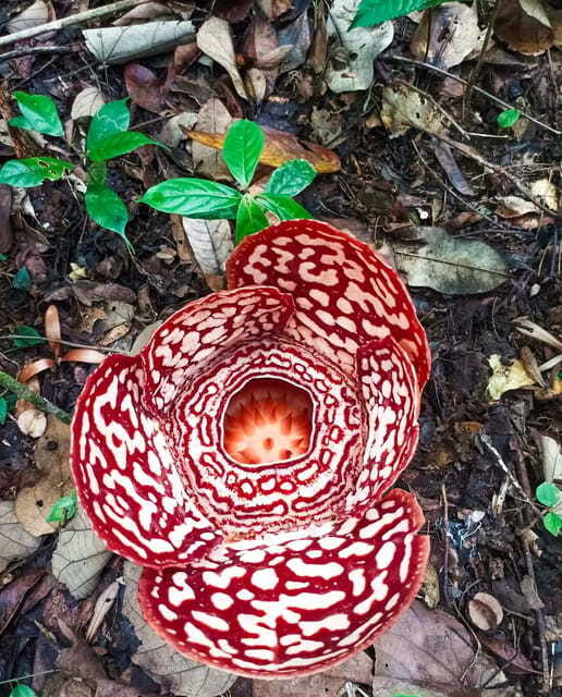 Tambunan: Rafflesia Flower Trekking with Rustic Lunch - A riverside lunch in the Penampang area