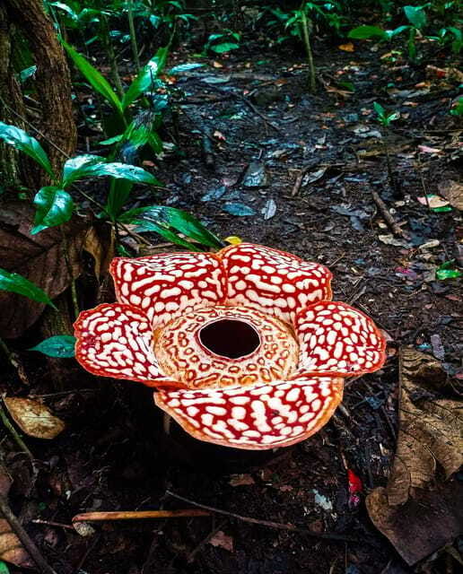 Tambunan: Rafflesia Flower Trekking with Rustic Lunch - Who will enjoy this most