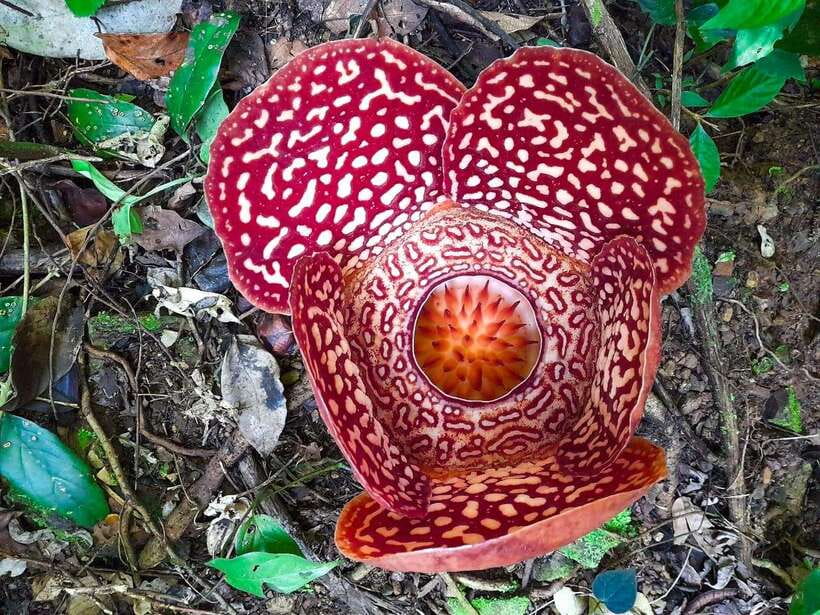 Tambunan: Rafflesia Flower Trekking with Rustic Lunch - The ride through Penampang and toward Tambunan