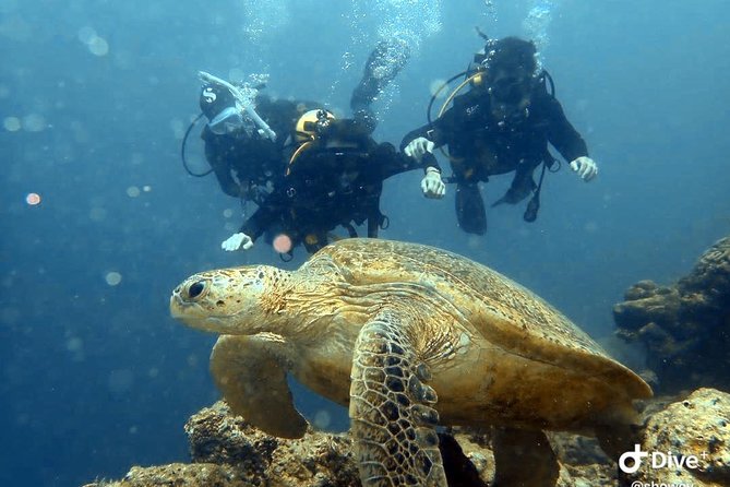TRY SCUBA (non diver) - Key points to know before you book