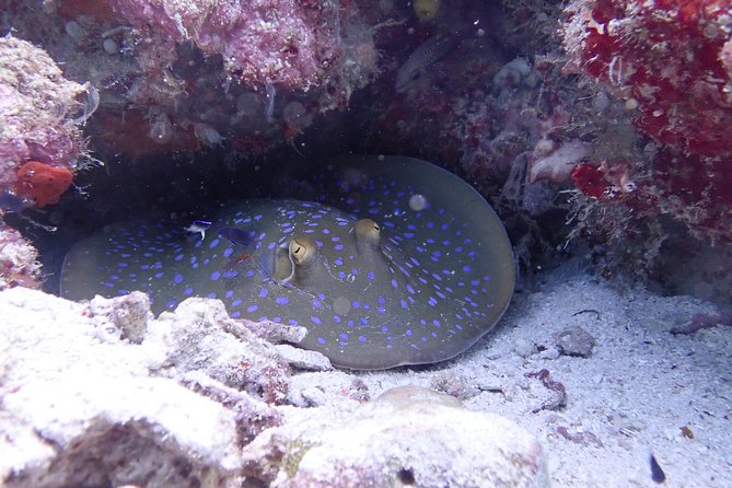 TRY SCUBA (non diver) - What the two underwater sessions are like