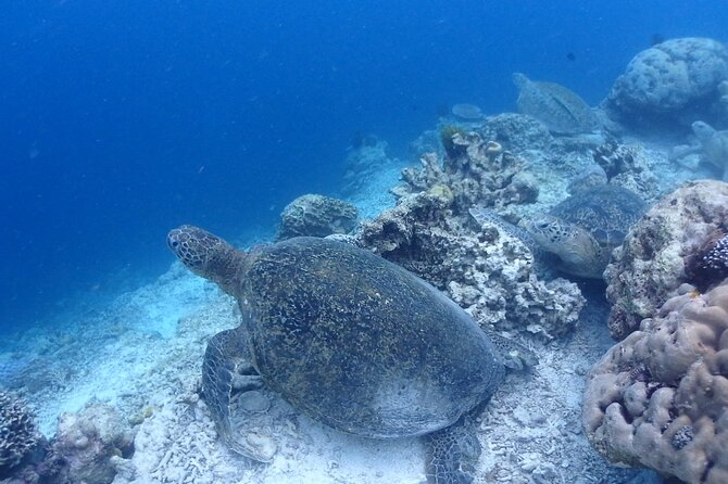 TRY SCUBA (non diver) - Mataking Island and the snorkeling time
