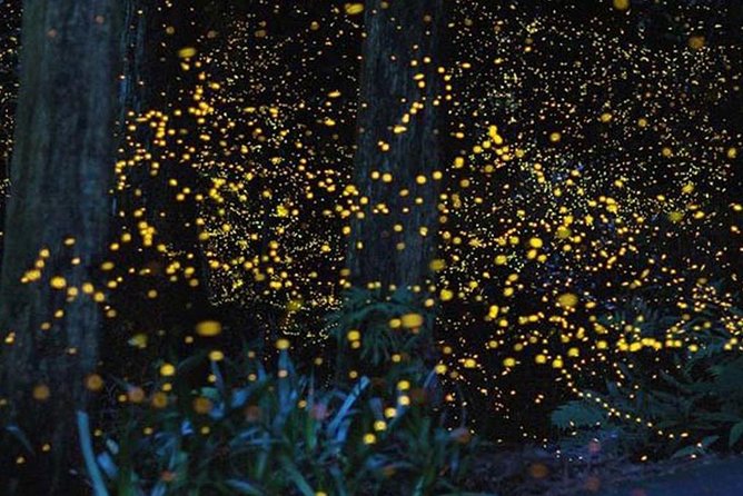 Twinkling Kuala Selangor Firefly Boat Tour from Kuala Lumpur - Seafood dinner near the fishing village