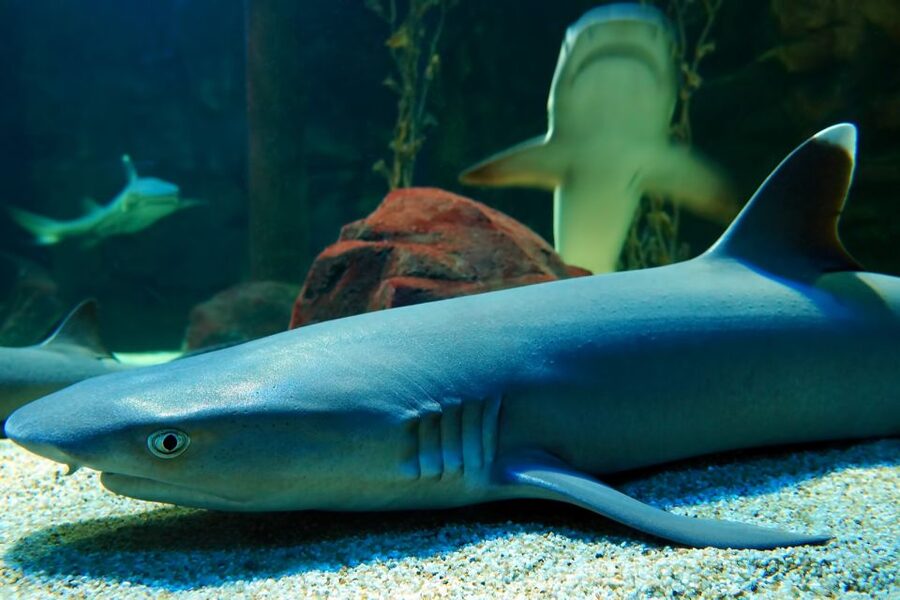 Underwater World Langkawi Admission Ticket - Penguin viewing adds variety to the visit