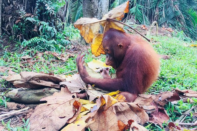 Wildlife & Wonders: Orang Utan Island + Perak Cave Temple Tour - Should You Book the Orang Utan Island Tour?