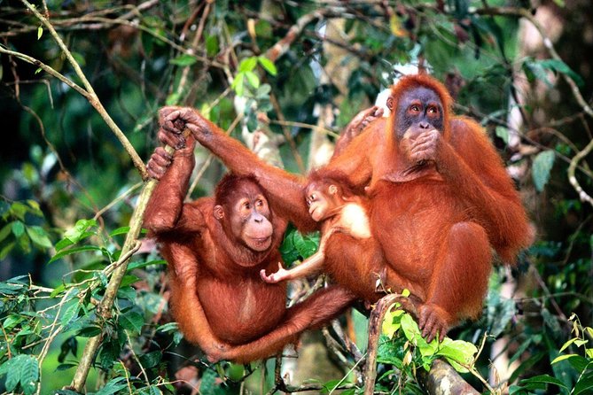 Wildlife & Wonders: Orang Utan Island + Perak Cave Temple Tour - The 6:00 AM Start and the Road North
